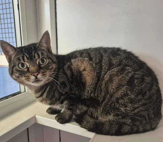 Boo, female 7yo Mixed Breed Cat for adoption at Pennine Pen Animal Rescue CIO