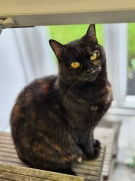 Cassie, female 5yo Mixed Breed Cat for adoption at Pennine Pen Animal Rescue CIO