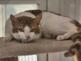 Christopher, male young Mixed Breed Cat for adoption at Pennine Pen Animal Rescue CIO