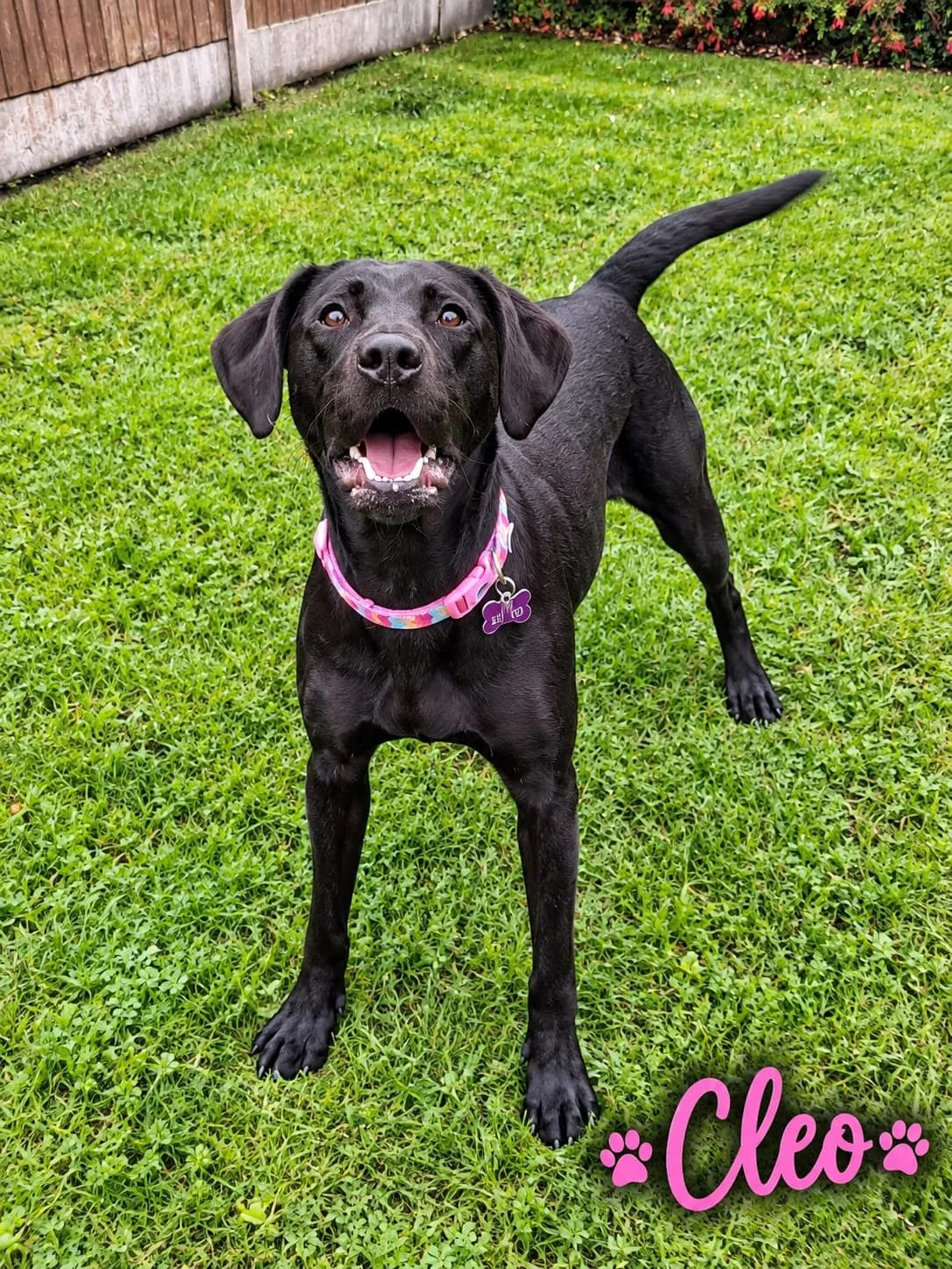 Cleo, female 3yo Labrador Retriever for adoption at Pennine Pen Animal Rescue CIO