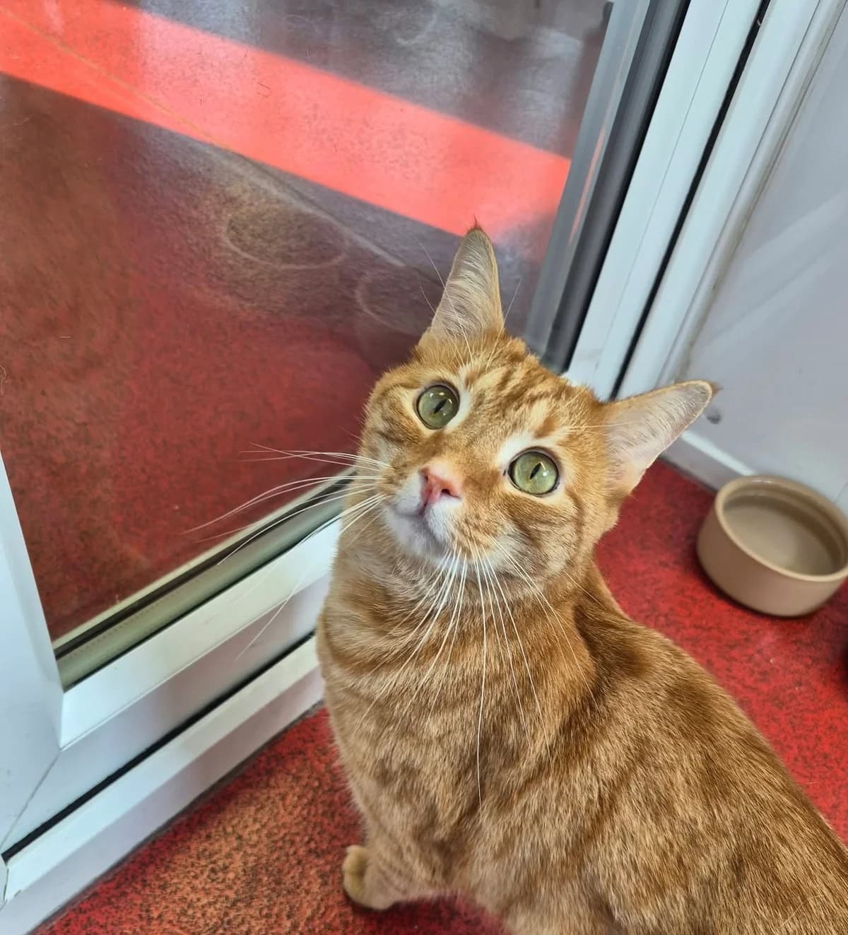 Garfield, male 3yo Mixed Breed Cat for adoption at Pennine Pen Animal Rescue CIO