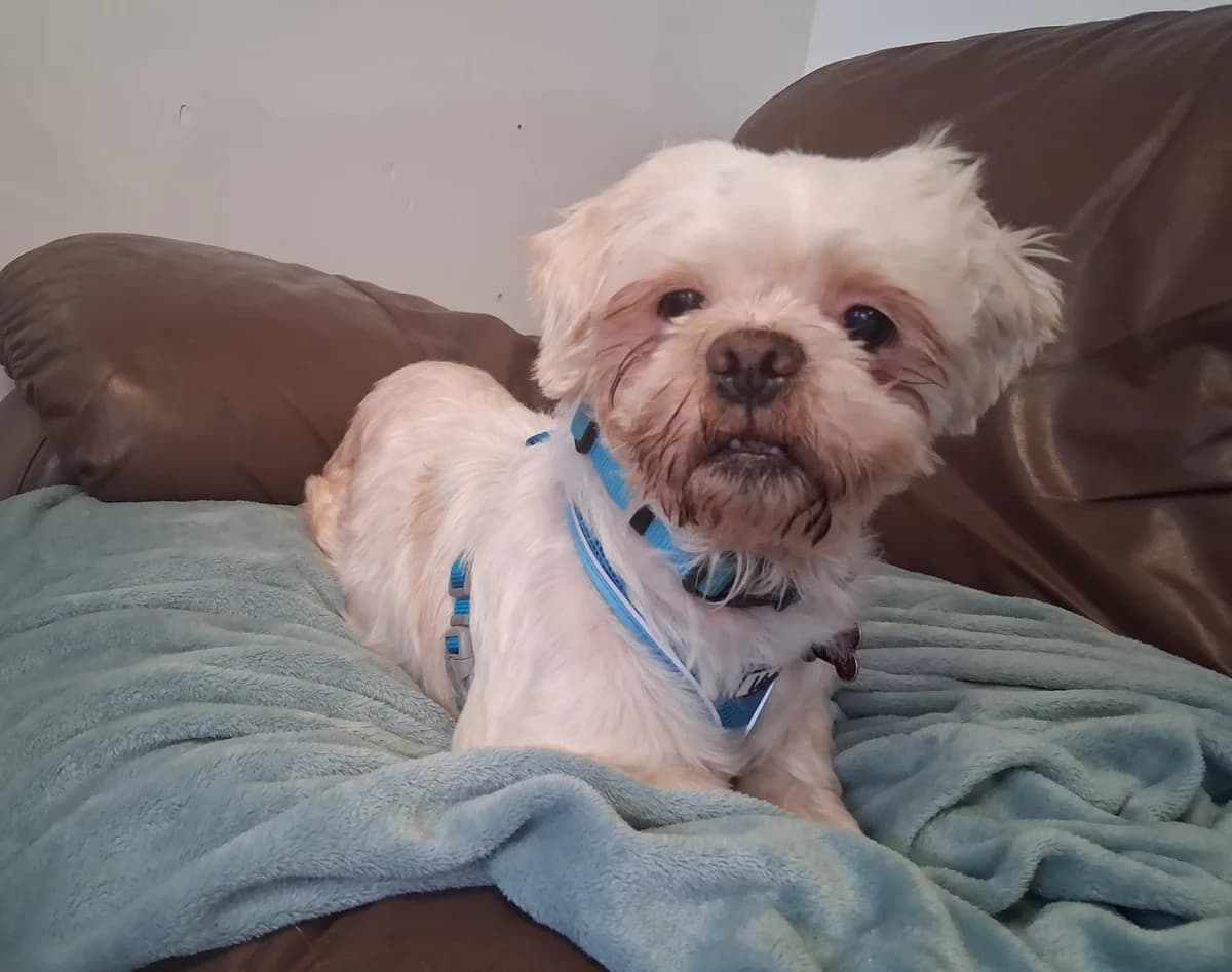 Hendrix, male senior Shih Tzu for adoption at Pennine Pen Animal Rescue CIO