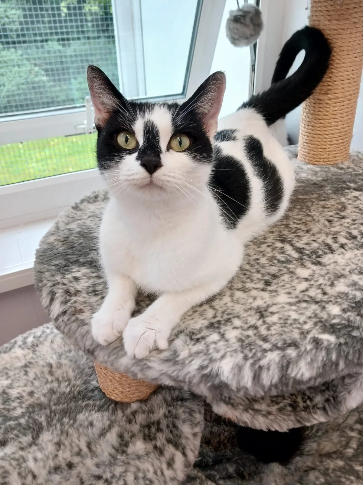 Honey, female young Mixed Breed Cat for adoption at Pennine Pen Animal Rescue CIO