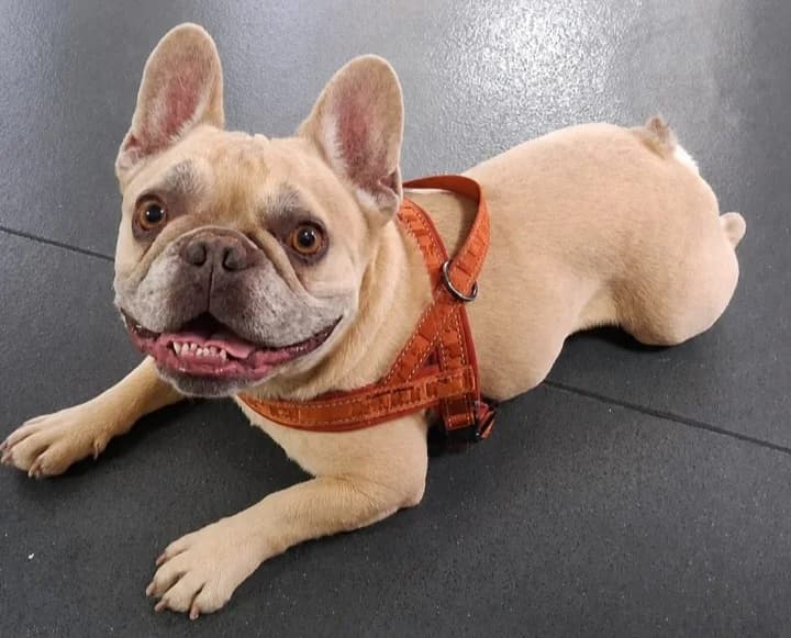 Iggy, male senior English Bulldog for adoption at Pennine Pen Animal Rescue CIO