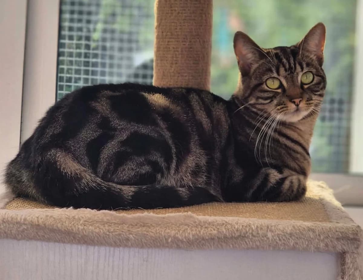 Lana, female 3yo Mixed Breed Cat for adoption at Pennine Pen Animal Rescue CIO