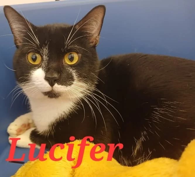 Lucifer, male young Mixed Breed Cat for adoption at Pennine Pen Animal Rescue CIO