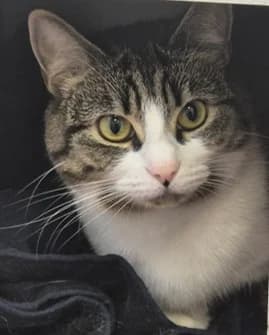 Misty, female 4yo Mixed Breed Cat for adoption at Pennine Pen Animal Rescue CIO