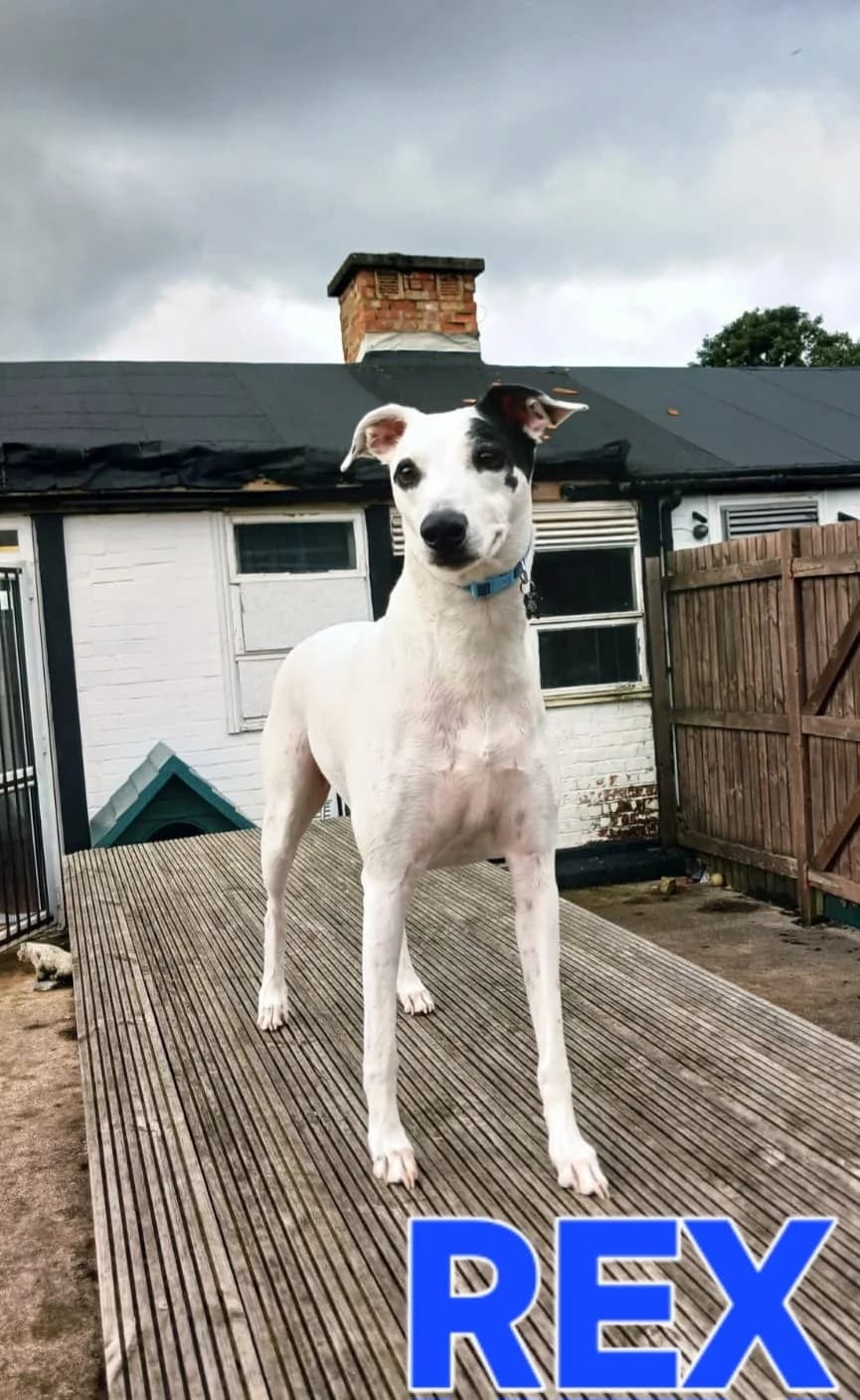 Rex, male 6yo Lurcher for adoption at Pennine Pen Animal Rescue CIO