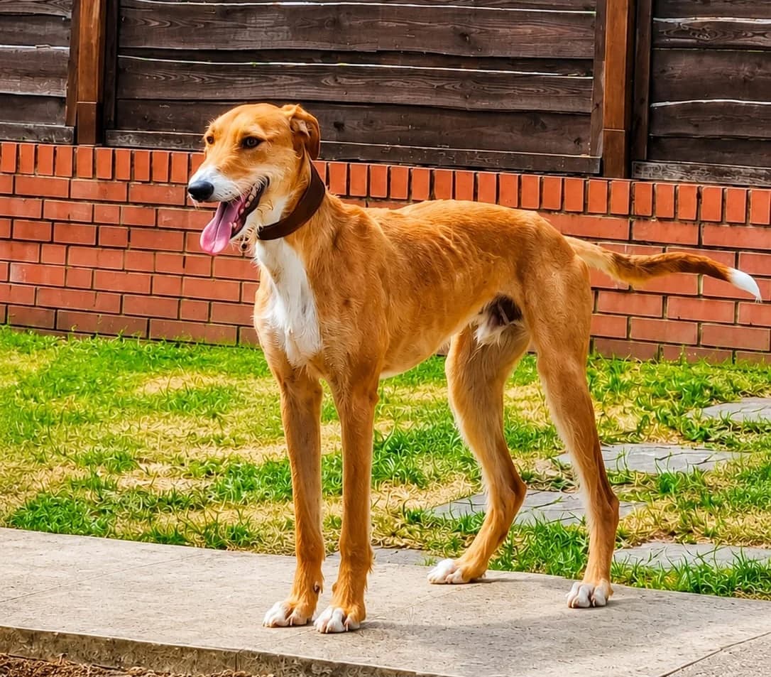Scout, male Lurcher for adoption at Pennine Pen Animal Rescue CIO