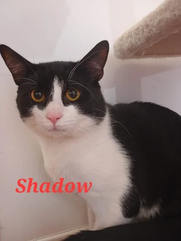 Shadow, male young Mixed Breed Cat for adoption at Pennine Pen Animal Rescue CIO