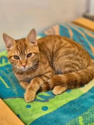 Simba, male puppy Mixed Breed Cat for adoption at Pennine Pen Animal Rescue CIO