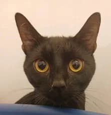 Sonic, male young Mixed Breed Cat for adoption at Pennine Pen Animal Rescue CIO