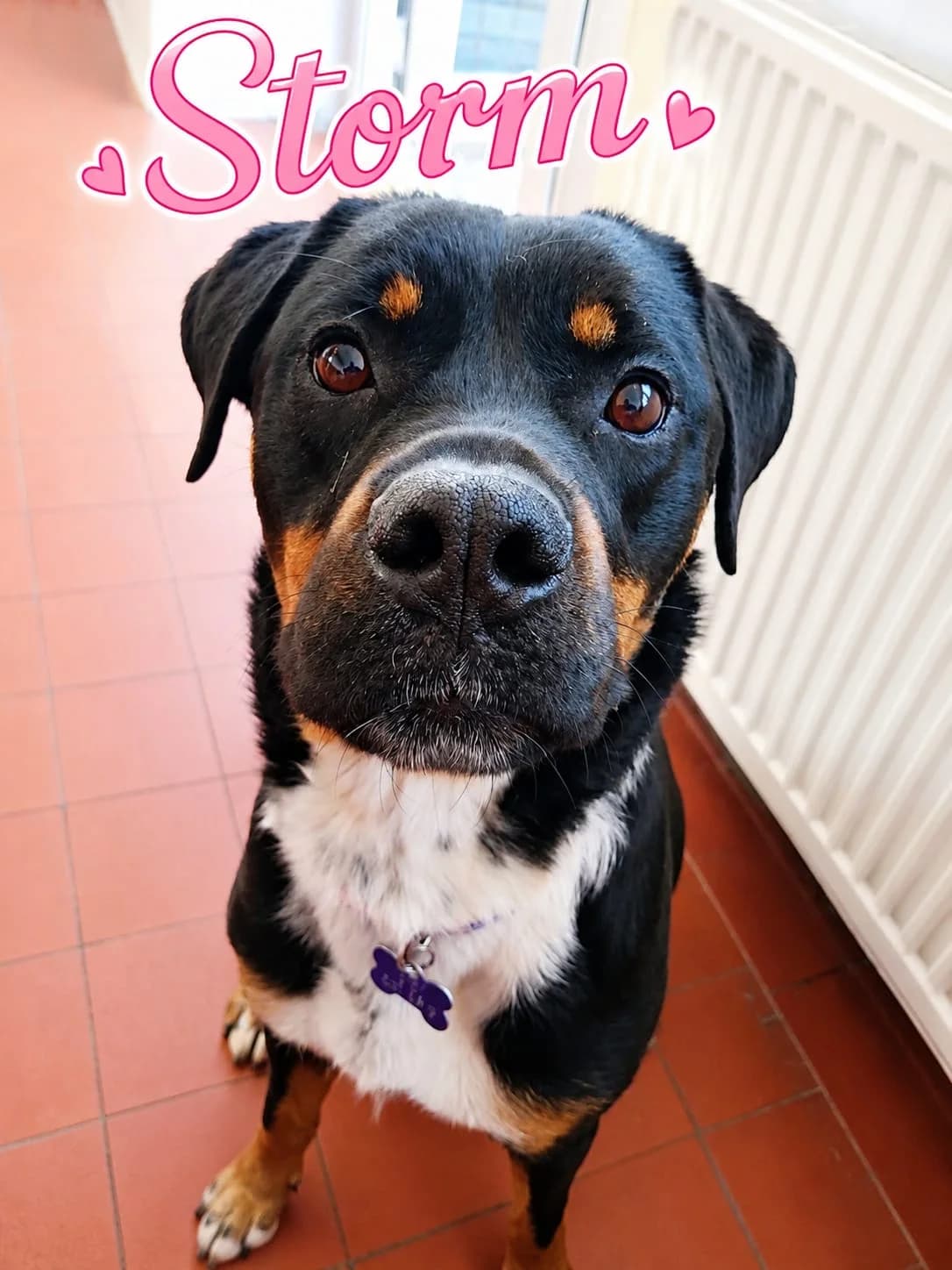 Storm, female young Rottweiler for adoption at Pennine Pen Animal Rescue CIO