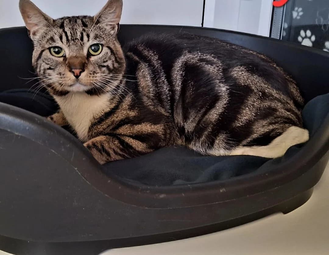 Ziggy, male young Mixed Breed Cat for adoption at Pennine Pen Animal Rescue CIO