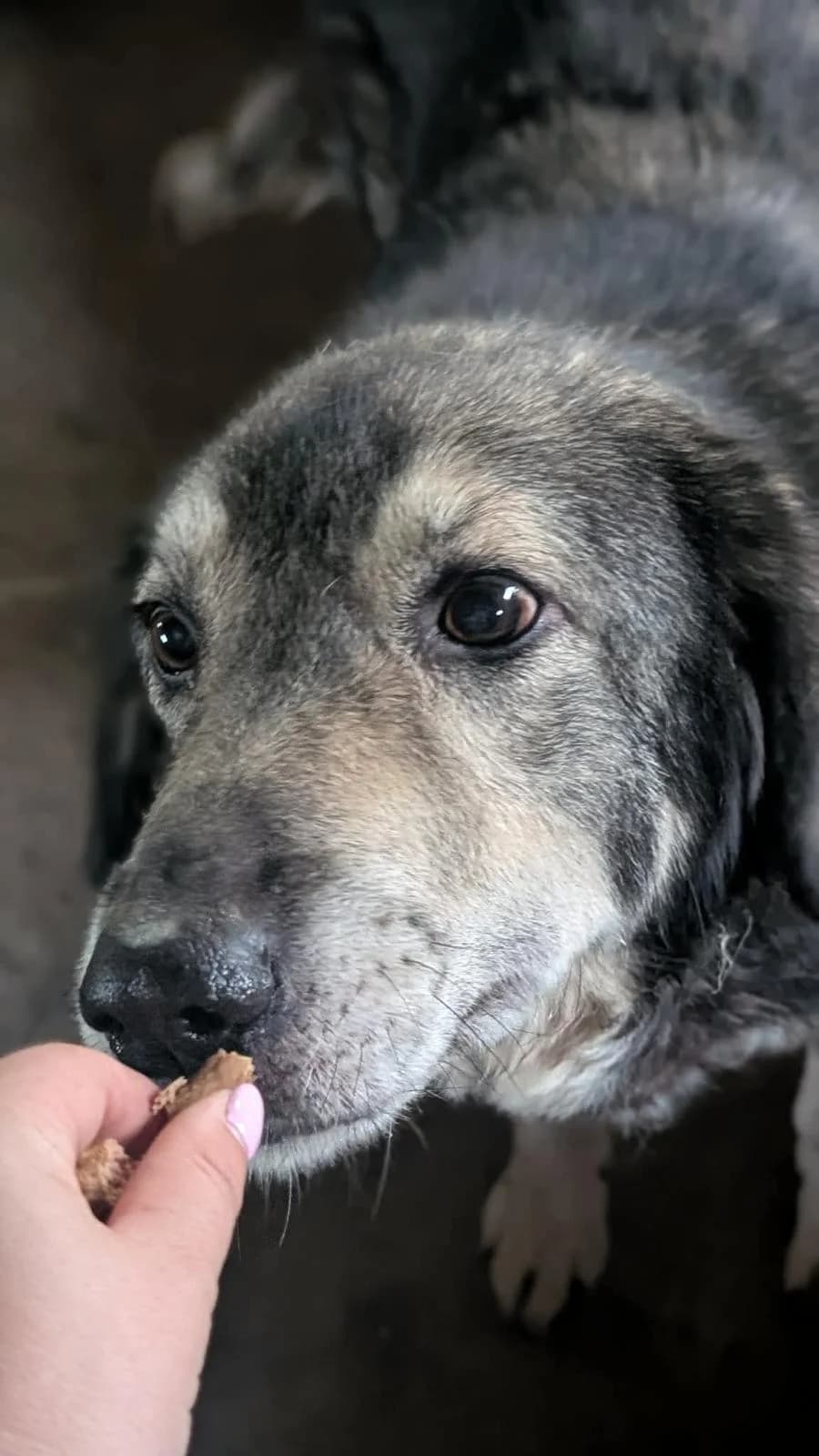 Rosie, female senior Mixed Breed for adoption at PennyPaws Rescue