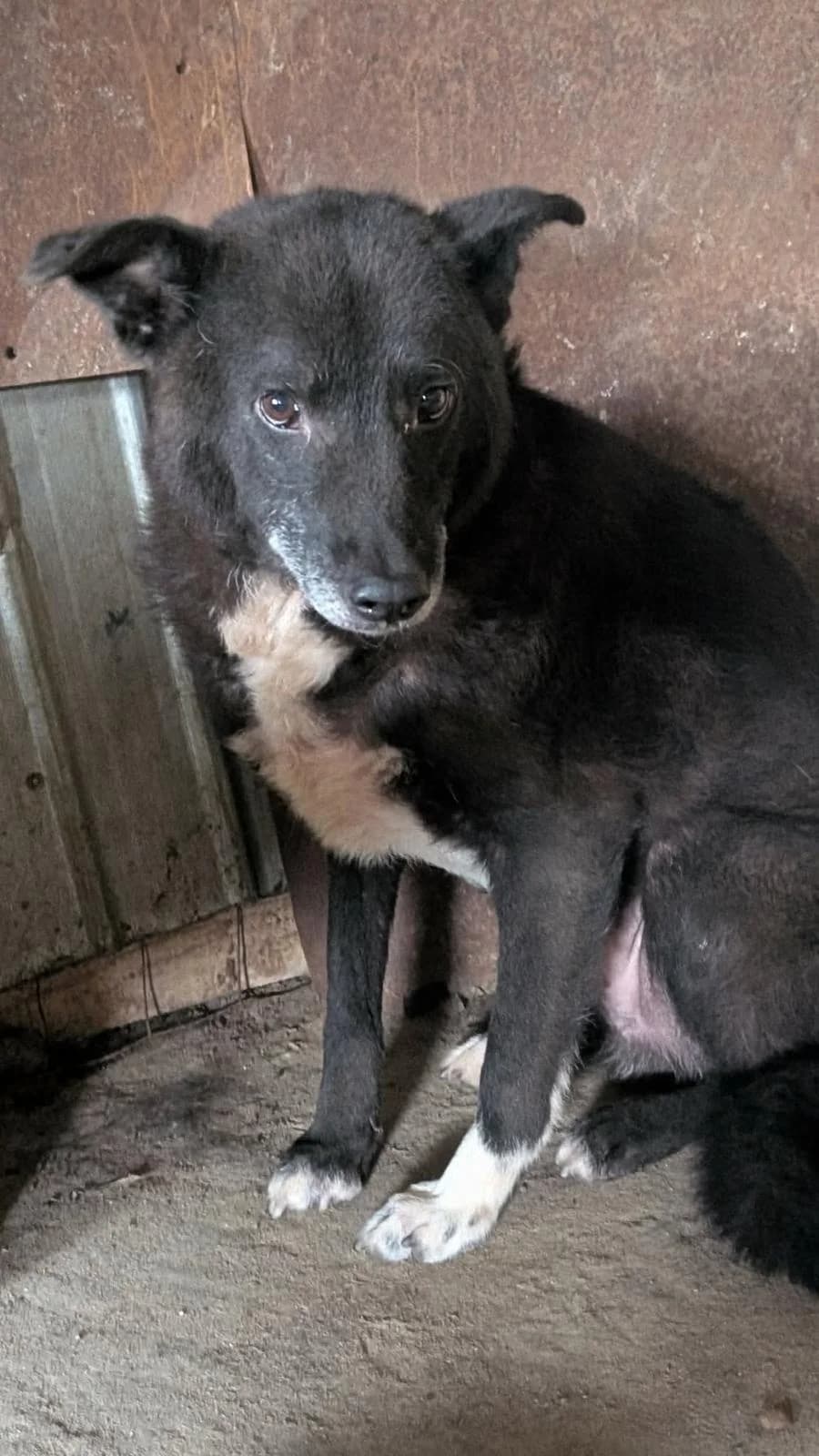 Boots, male 6yo Mixed Breed for adoption at PennyPaws Rescue