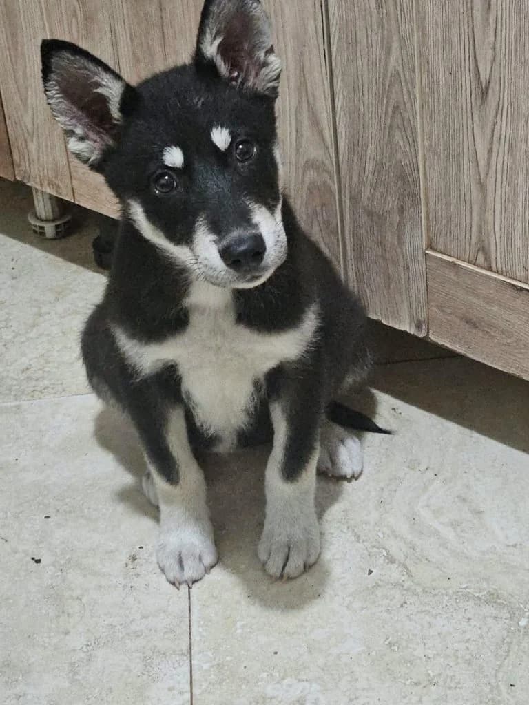 Lola, female puppy Mixed Breed for adoption at PennyPaws Rescue