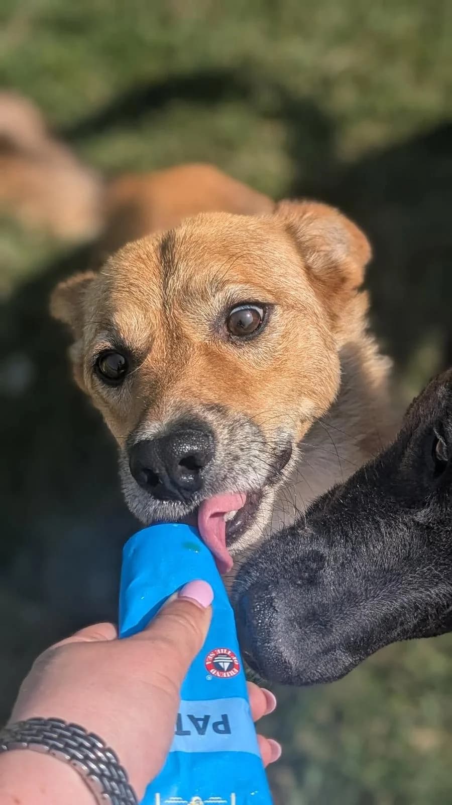 Benji, male 3yo Mixed Breed for adoption at PennyPaws Rescue