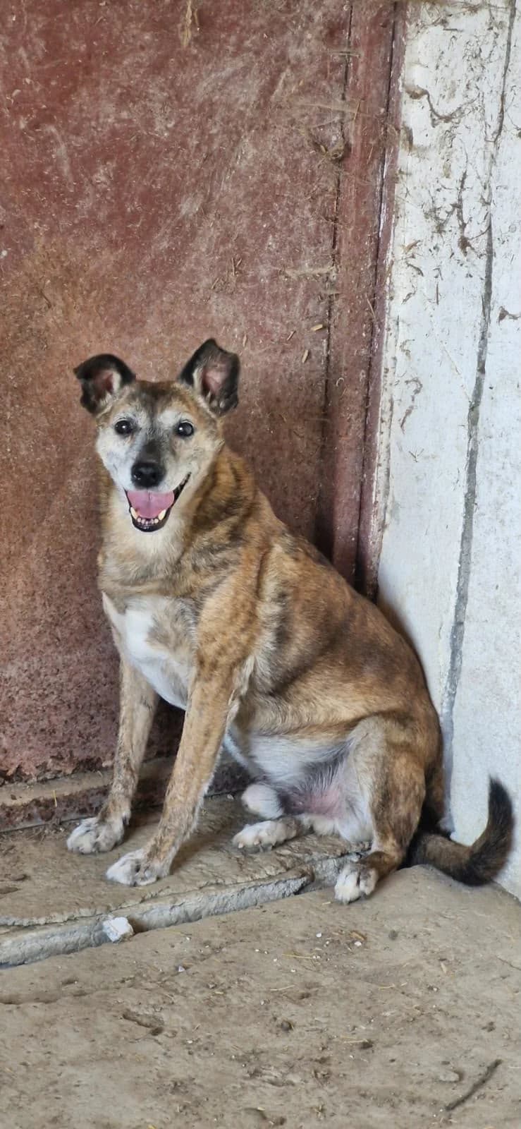 Delboy, male young Mixed Breed for adoption at PennyPaws Rescue