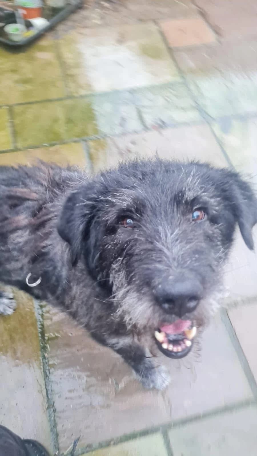 Archie Senior, male senior Mixed Breed for adoption at PennyPaws Rescue