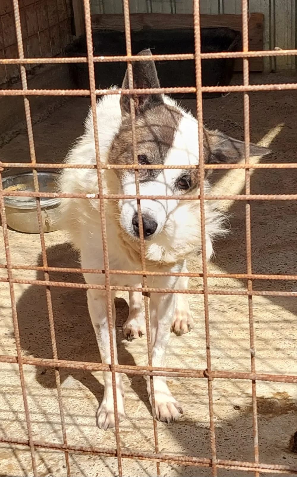 Glen, male young Mixed Breed for adoption at PennyPaws Rescue