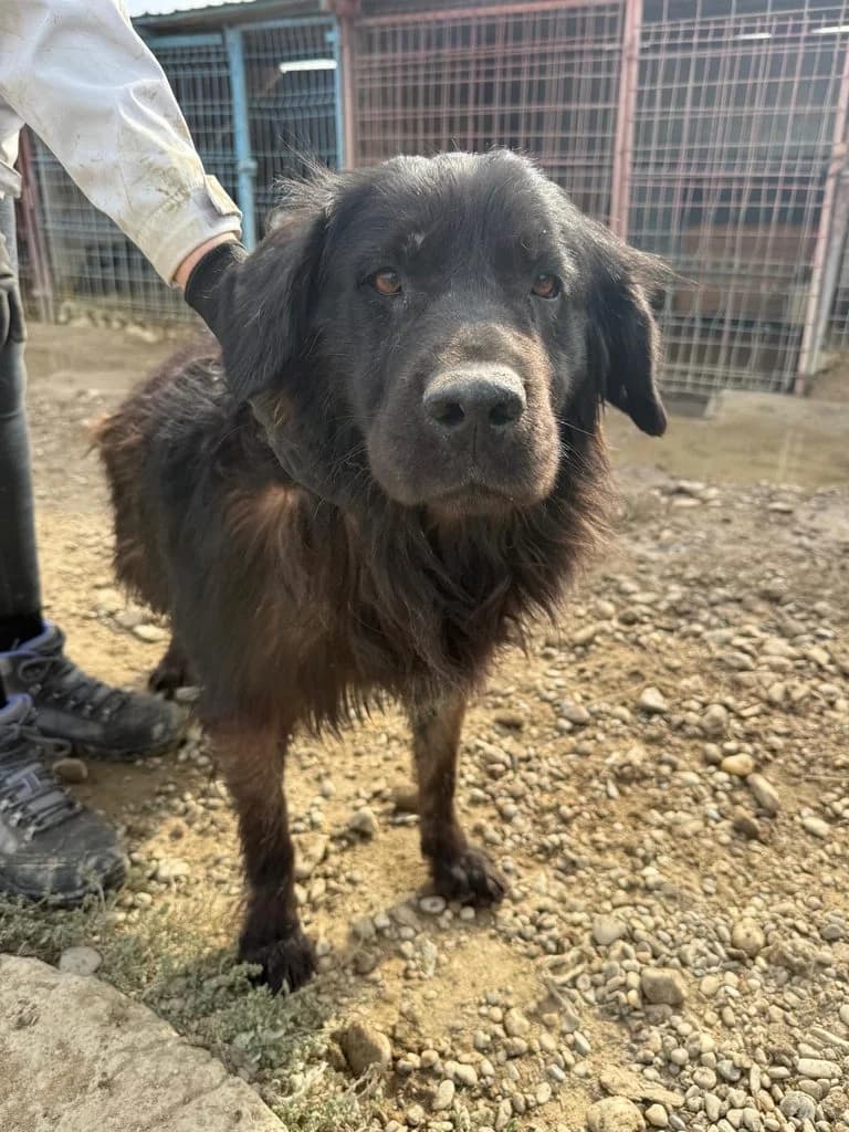 Buddy, male 5yo Mixed Breed for adoption at PennyPaws Rescue