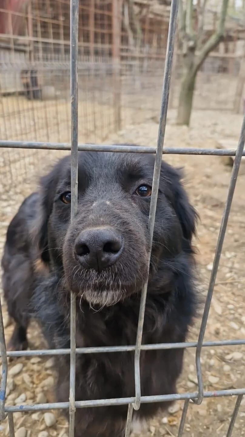 Cosmo, male 4yo Mixed Breed for adoption at PennyPaws Rescue