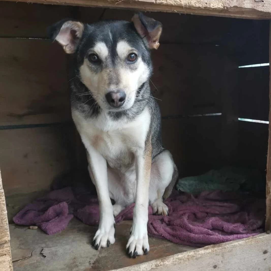 Elsie, female Mixed Breed for adoption at Penny