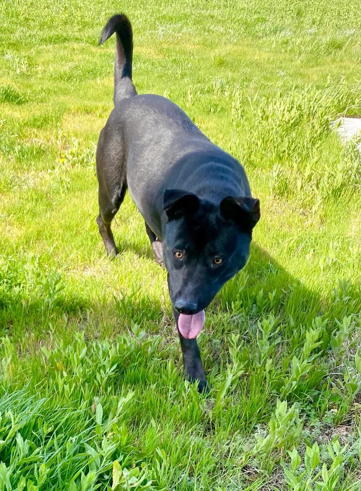 Bethany, female puppy Mixed Breed for adoption at Penny