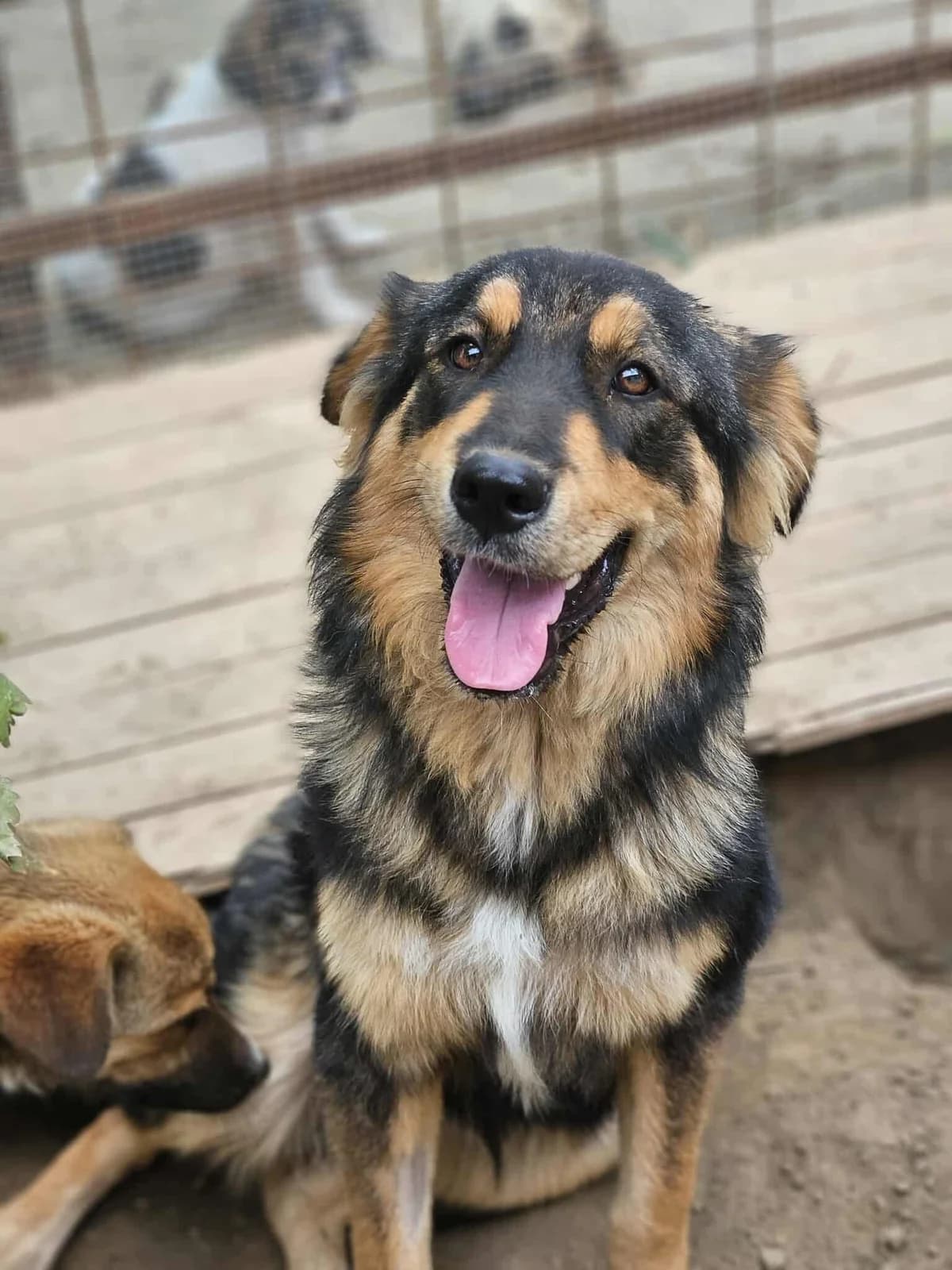 Alin, male Mixed Breed for adoption at Penny