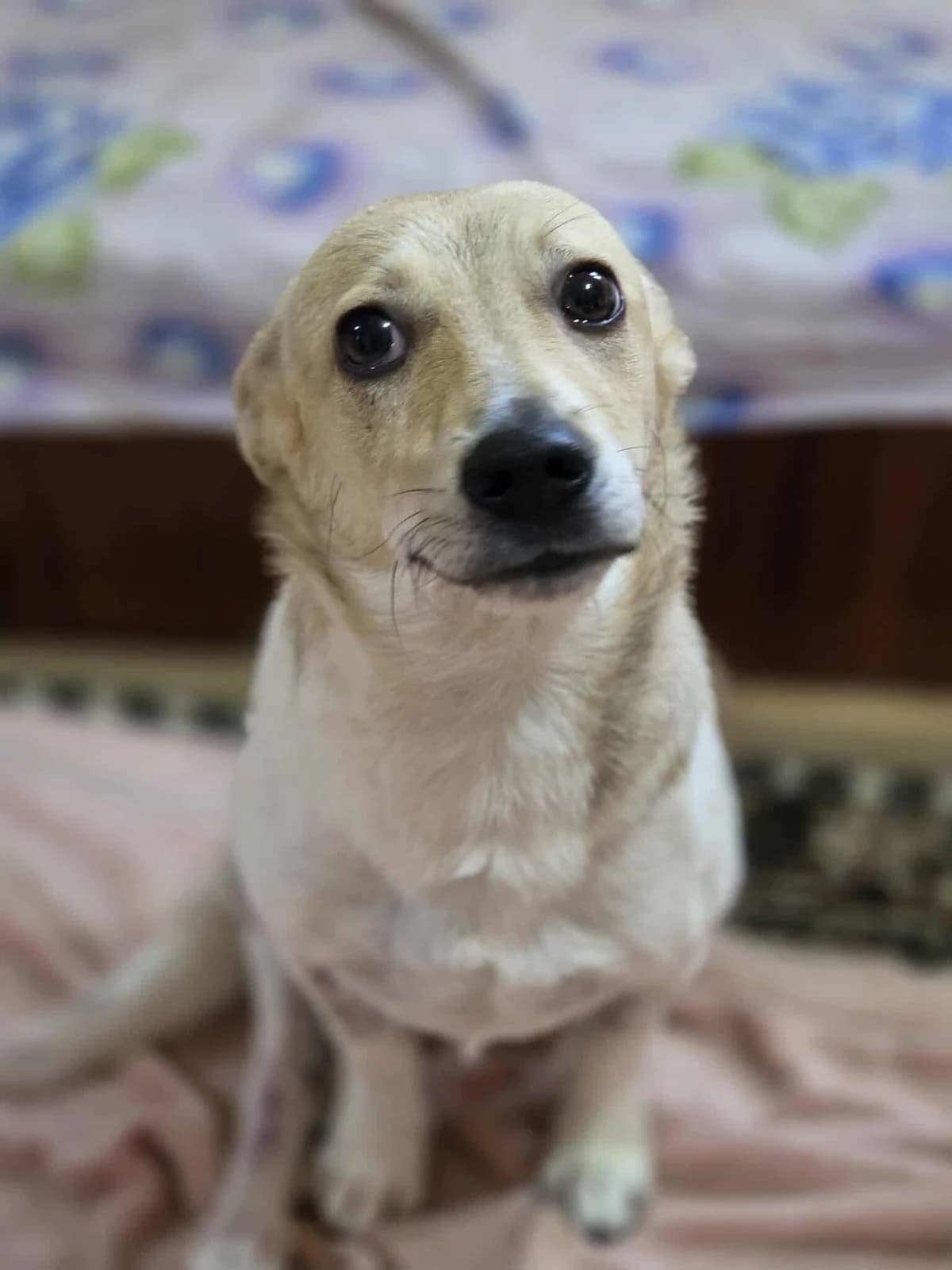 Diana - NOT AVAILABLE, female Mixed Breed for adoption at Penny