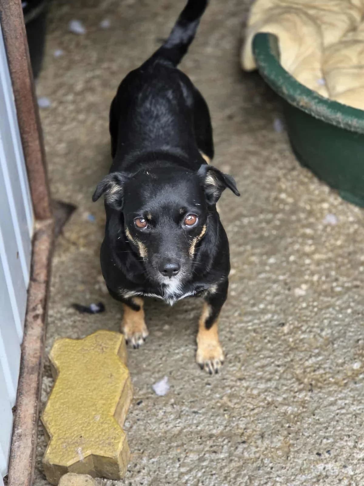 IRIS, female Mixed Breed for adoption at Penny