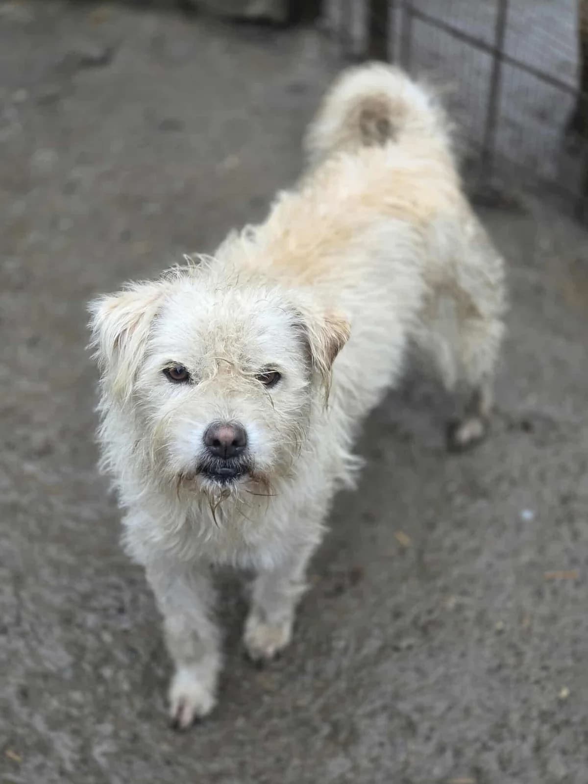Sjimmie - NOT AVAILABLE, male Mixed Breed for adoption at Penny