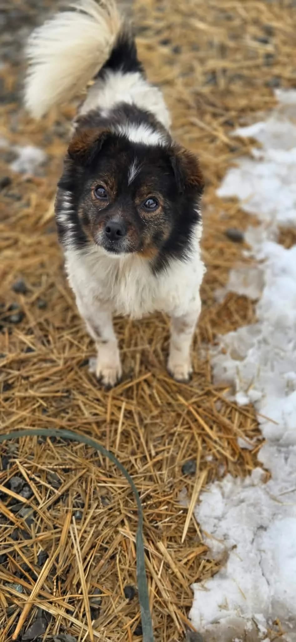 Deea - NOT AVAILABLE, female Mixed Breed for adoption at Penny