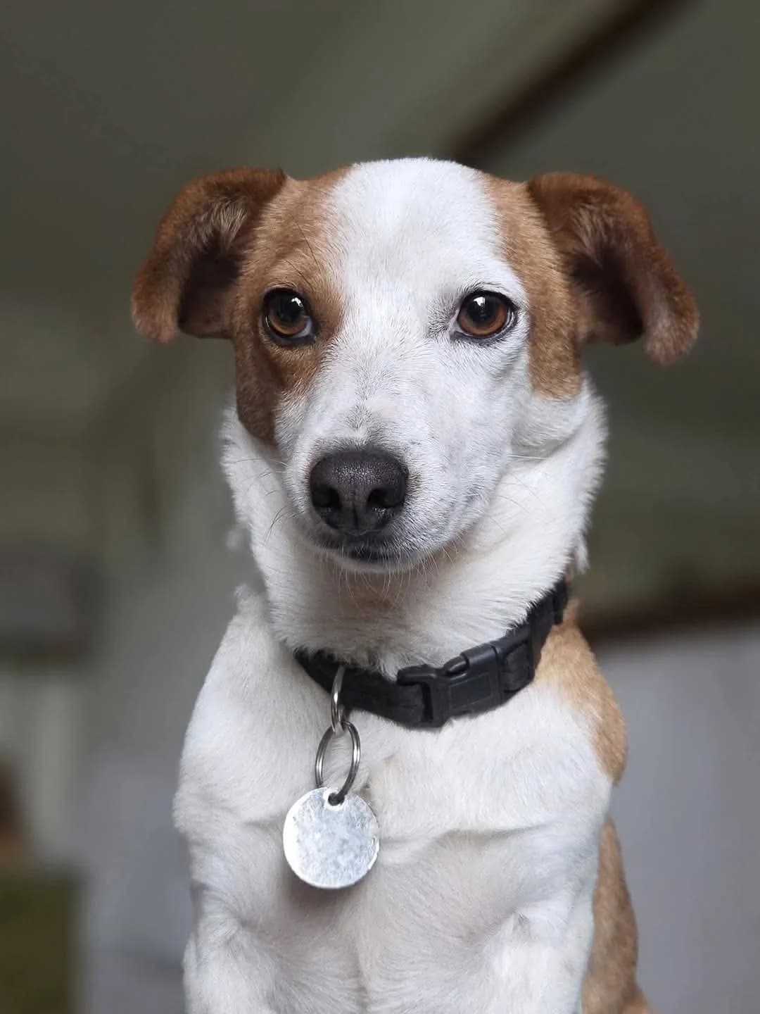 Creta, female Mixed Breed for adoption at Penny