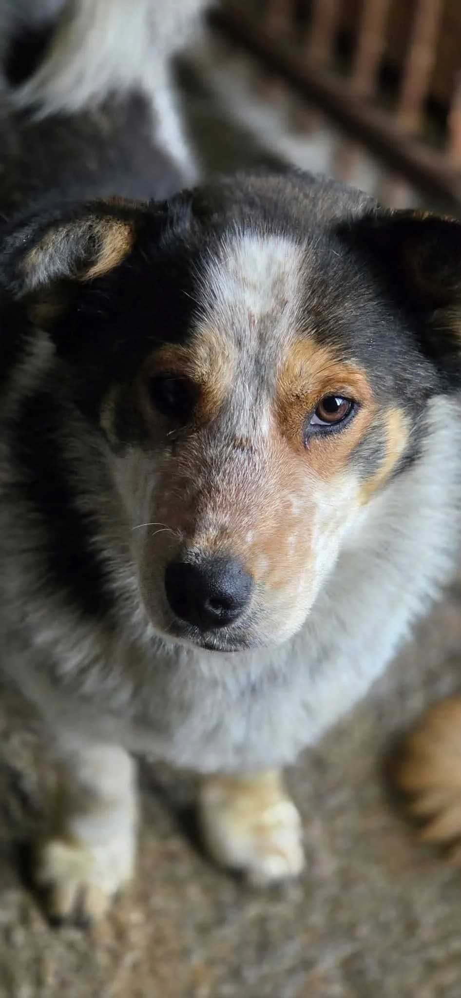 Rex, male Mixed Breed for adoption at Penny
