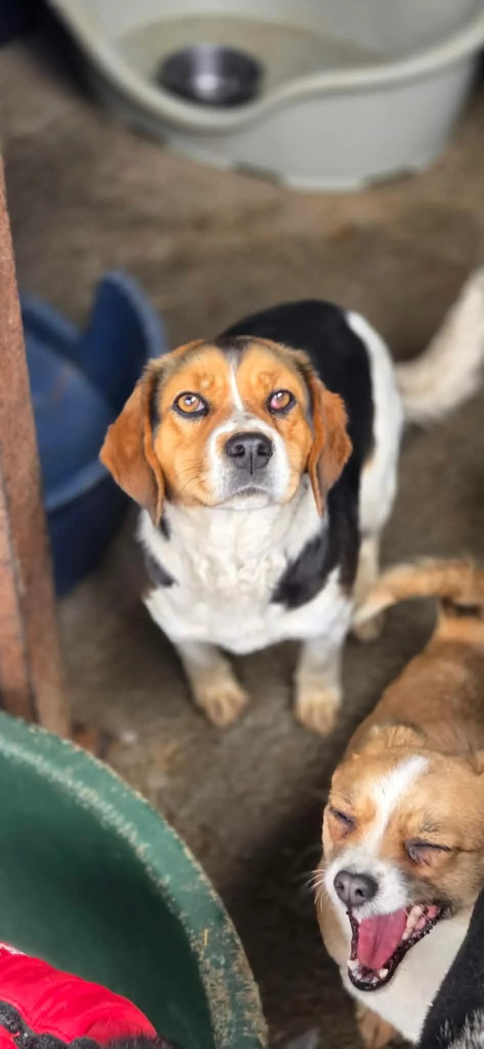 Maria, female Mixed Breed for adoption at Penny