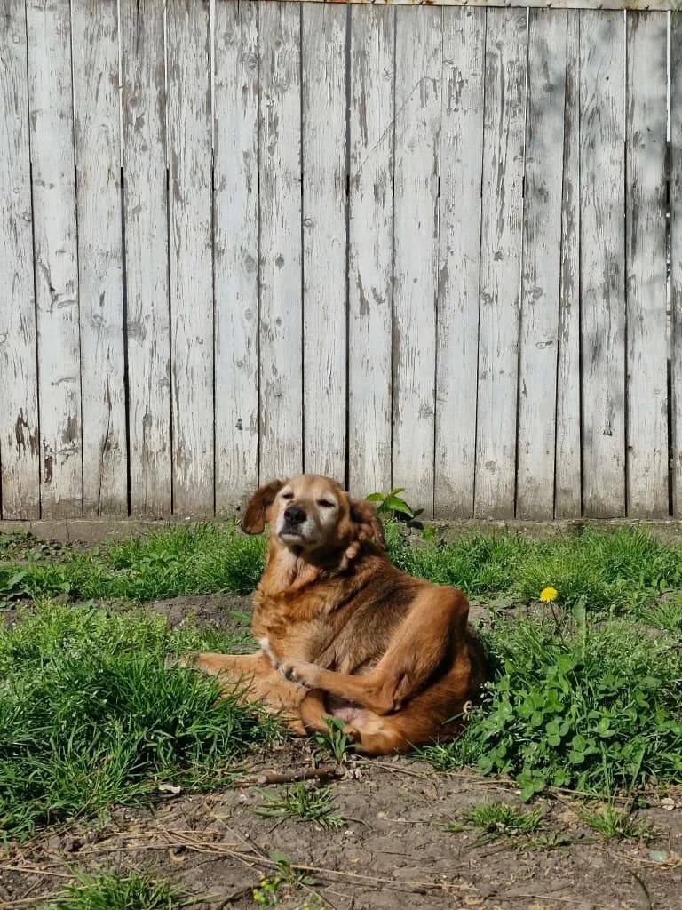 Abby, female senior mixed breed for adoption at Penny