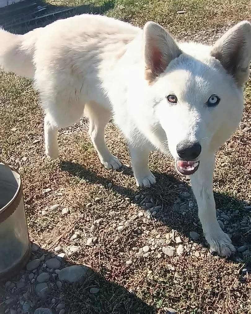 Albus, male Husky for adoption at Penny