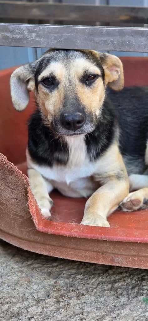 Antonio, male mixed breed for adoption at Penny