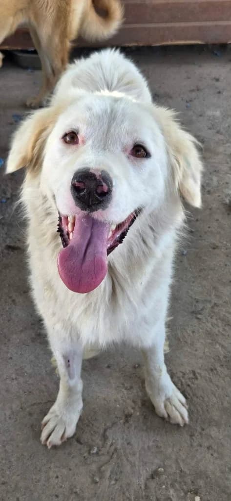 AVI, male young Mixed Breed for adoption at Penny