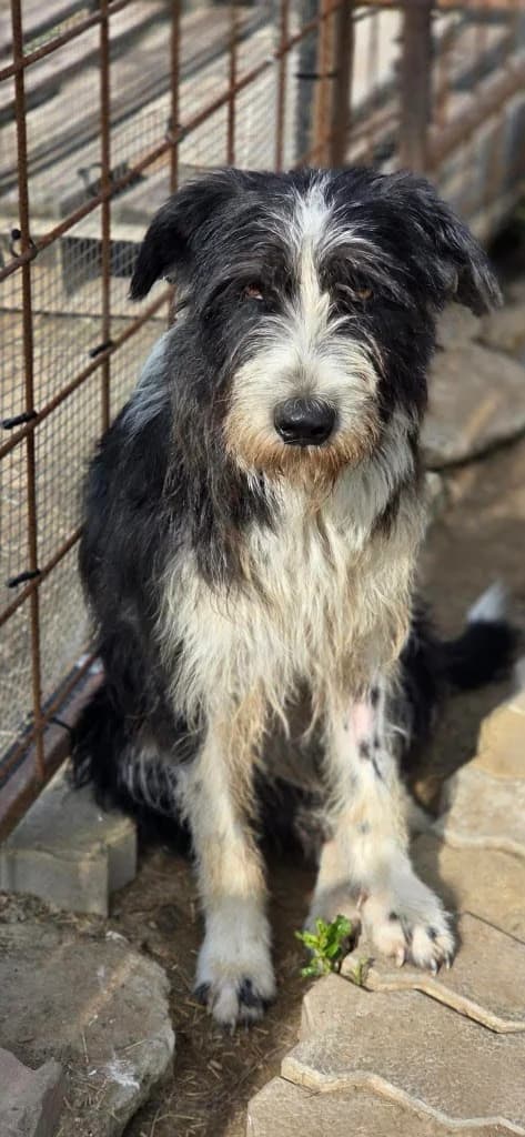 BELLE, female young mixed breed for adoption at Penny