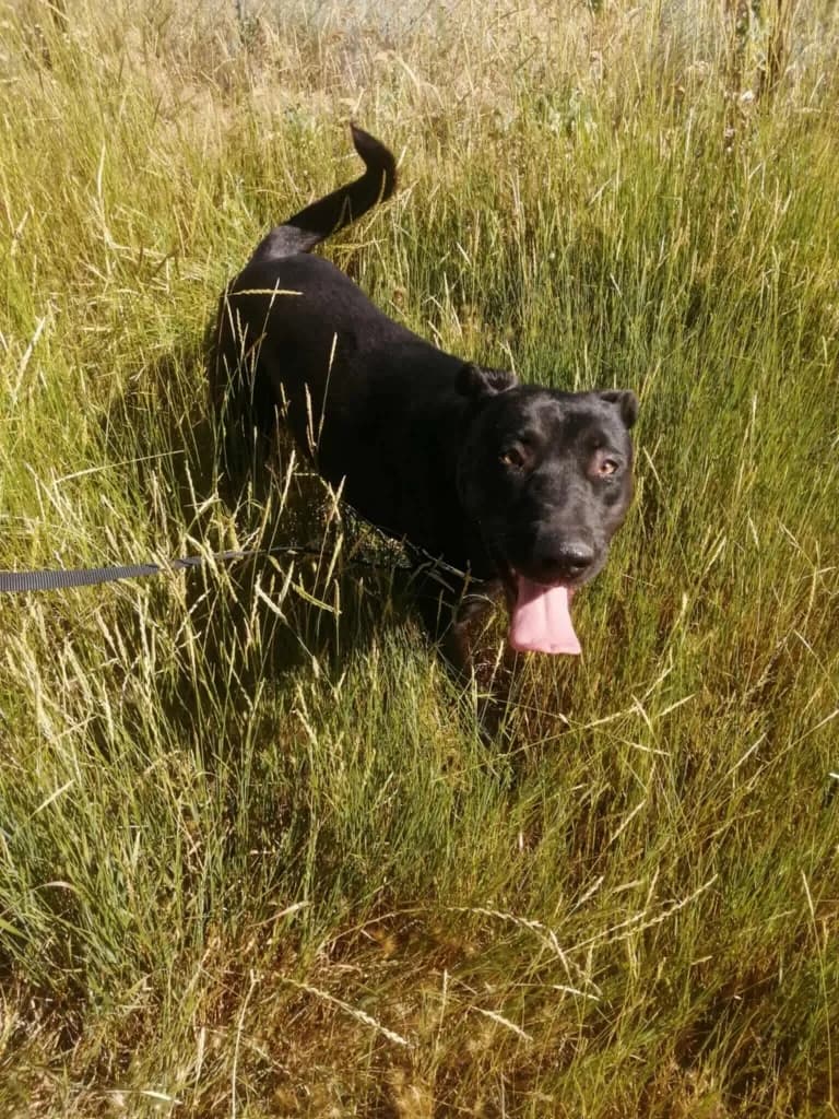 Bethany, female puppy Mixed Breed for adoption at Penny
