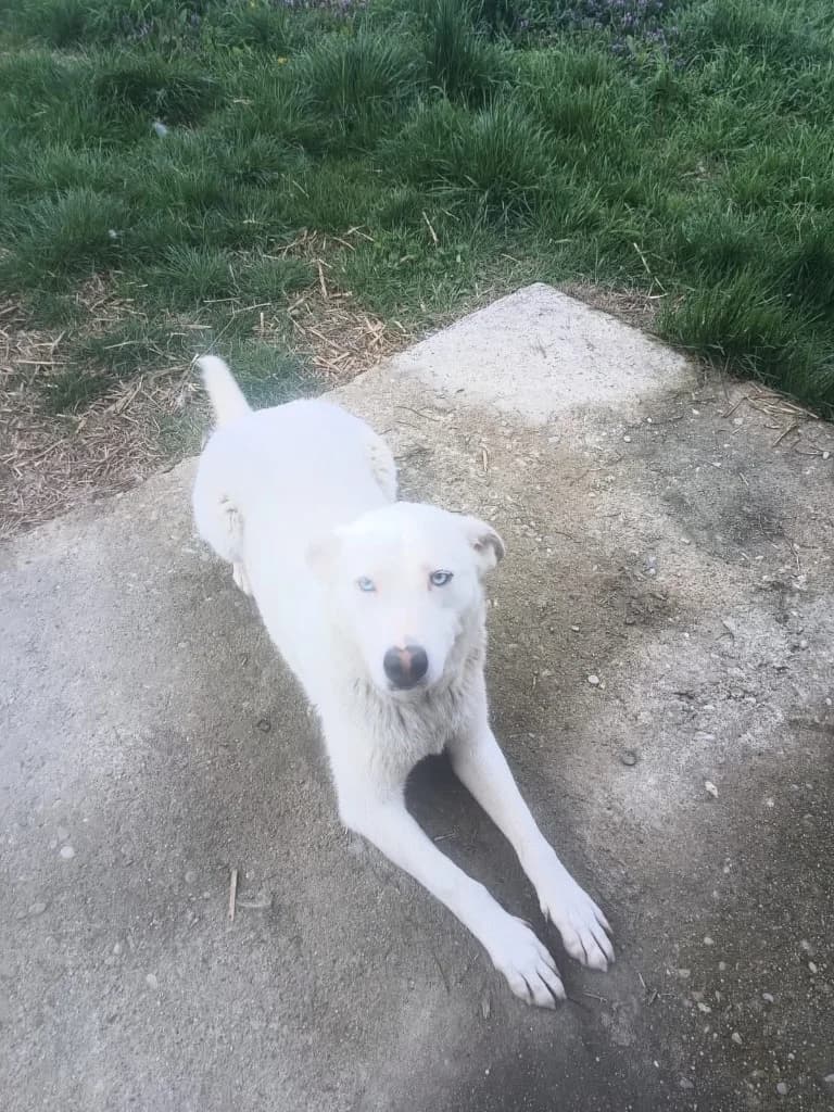 Blue, female mixed breed for adoption at Penny