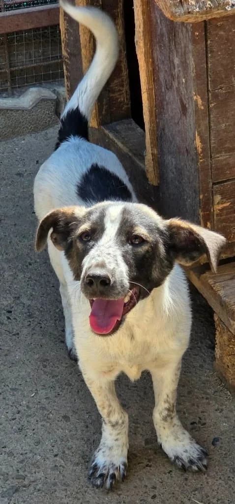 BRAVO, male young mixed breed for adoption at Penny