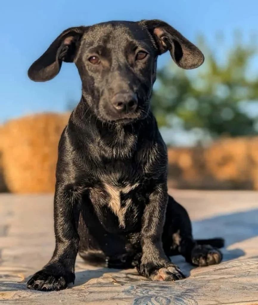 Brunoise, female puppy mixed breed for adoption at Penny