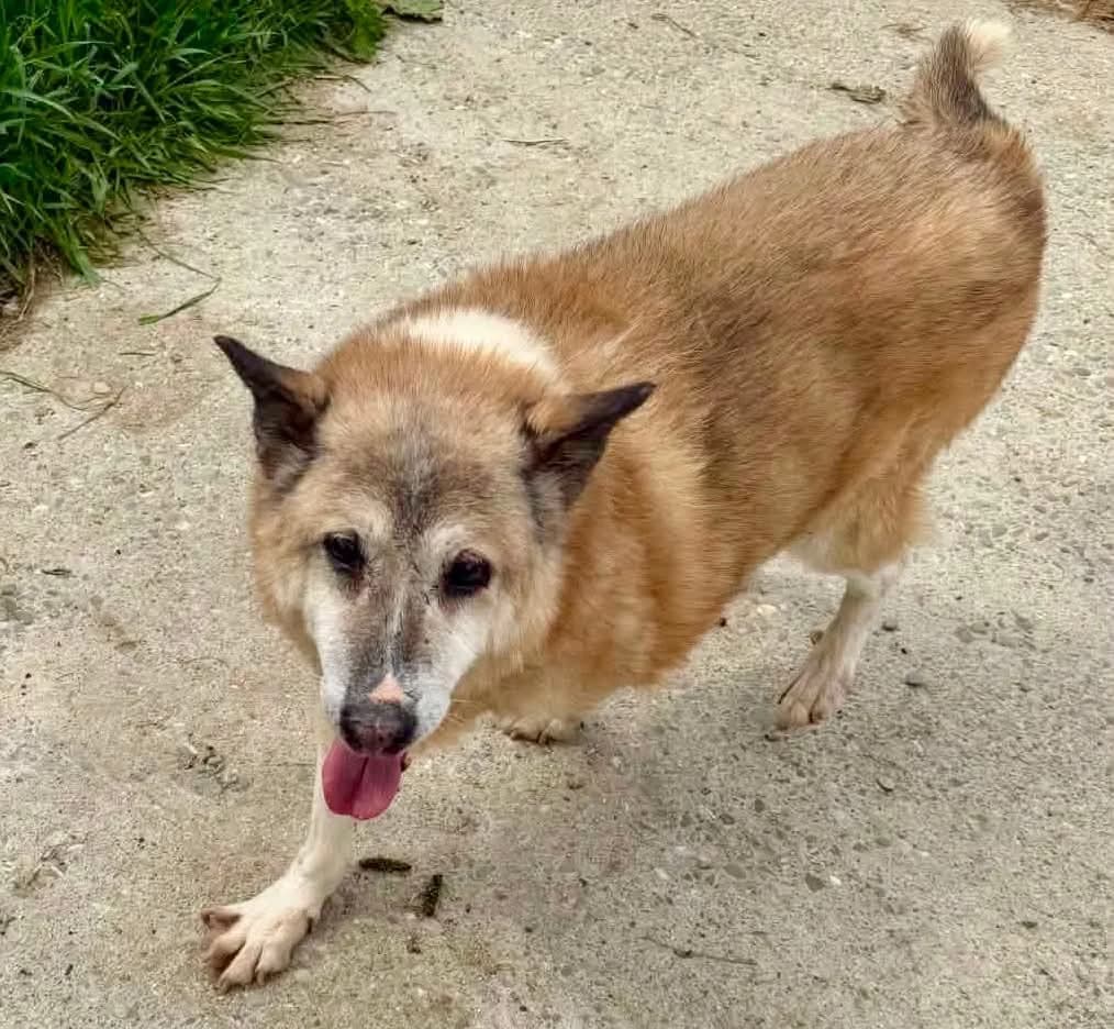 Chance, male senior mixed breed for adoption at Penny