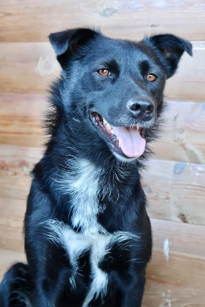 Cher, female mixed breed for adoption at Penny
