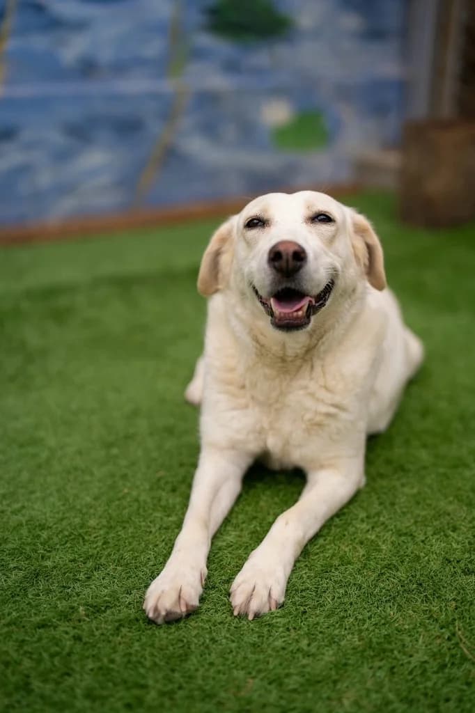 Cora, female mixed breed for adoption at Penny