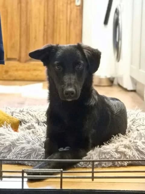 Dolly Parton, female puppy mixed breed for adoption at Penny